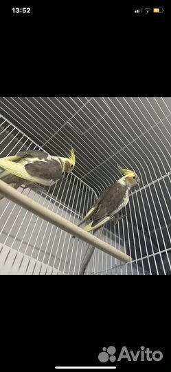 Попугай корелла с клеткой ручной