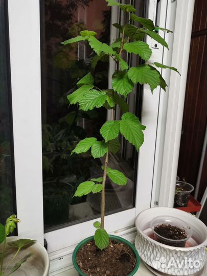 Саженцы орешника