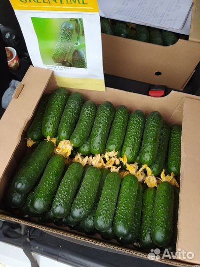 Семена огурца Хорс F1 (CUG-9200 F1)