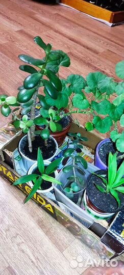 Ростки домашних растений