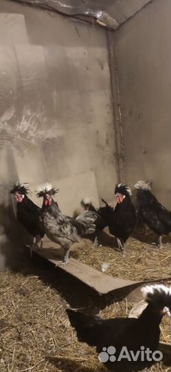 Петухи голландские белохохлатые