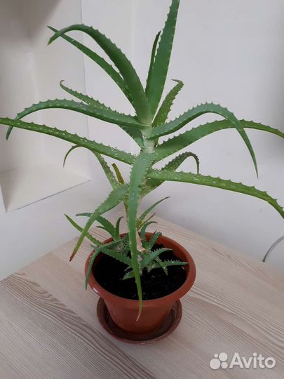 Алоэ столетник