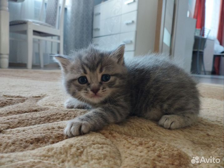 Шотландские котята