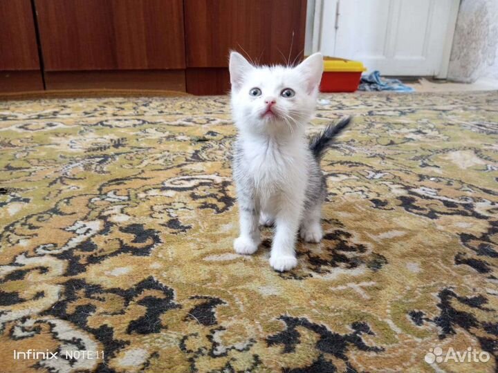 Кошка в дар бесплатно