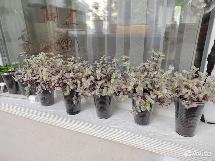 Каллизия pink panther