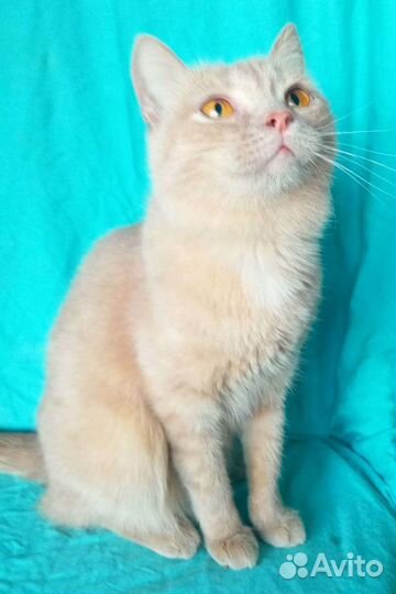 Кошечка в добрые руки