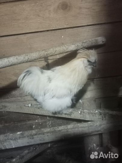 Петухи породы 