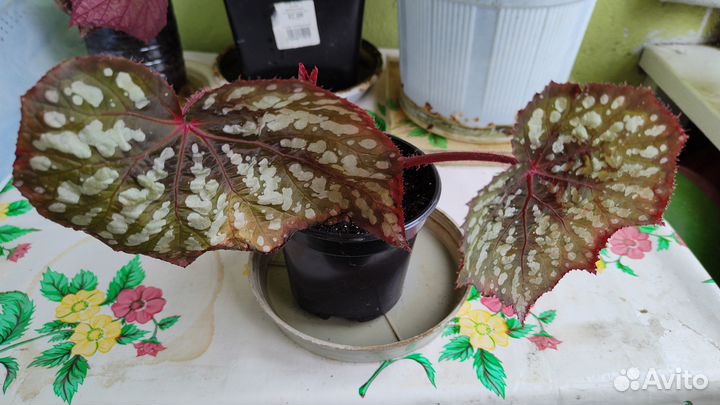 Бегония королевская