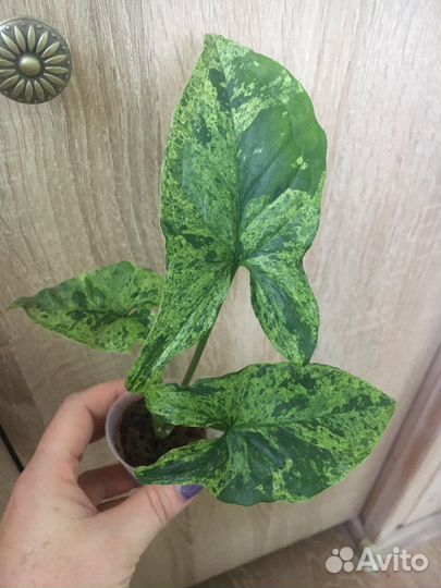 Сингониумы сортовые