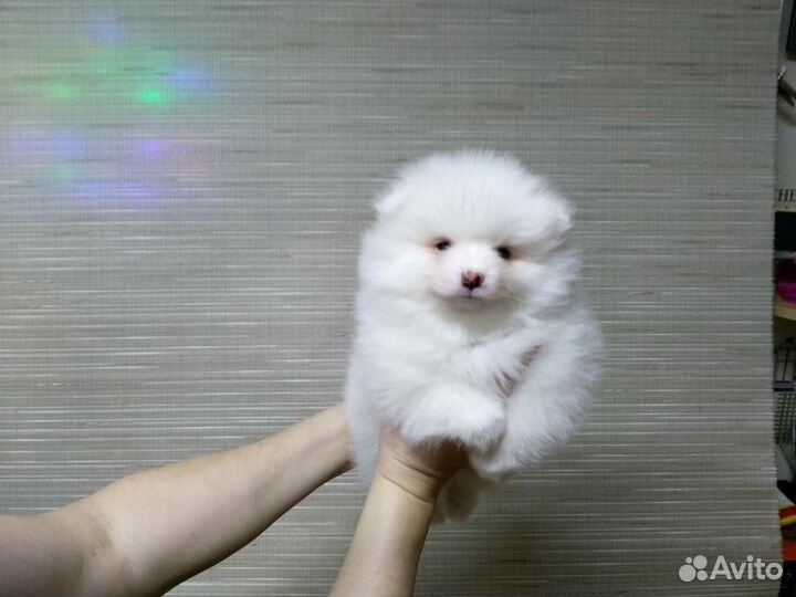 Белое облачко)