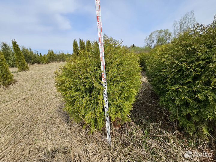 Туи шаровидные