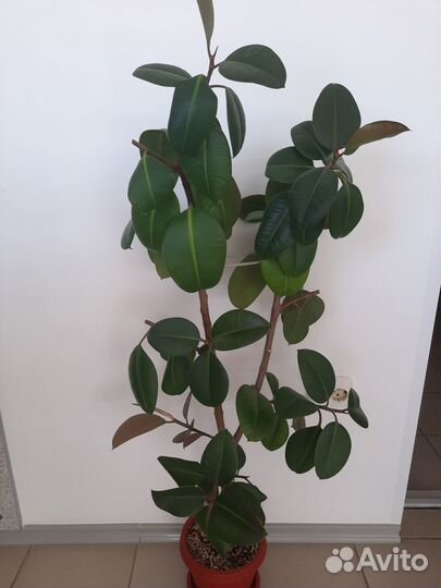 Фикус каучуконосный