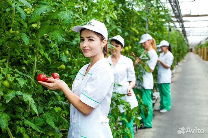 Вахта работа овощевод в теплицу Пермь