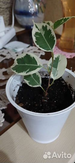 Фикус бенджамина пестролистный