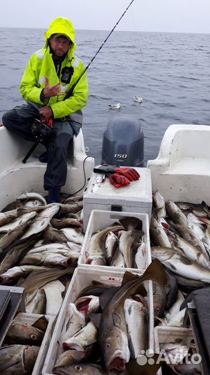 Рыбалка / Треска / Горбуша