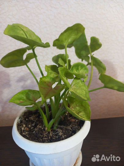 Сингониумы