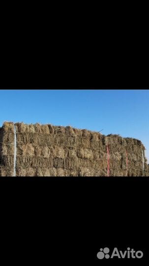 Сено покос 2023