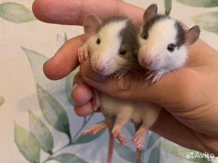 Крысята хаски дамбо