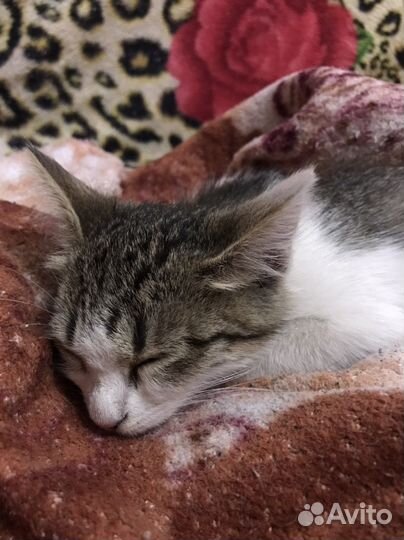 Отдам котенка в добрые руки