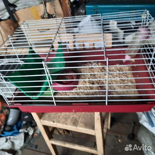 Клетка большая