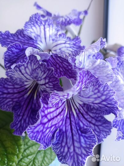 Стрептокарпусы почтой