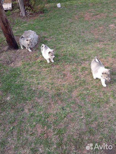 Щенки лайки и волкособа