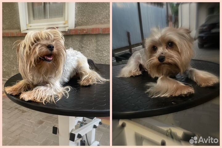 Услуги грумера, стрижка собак