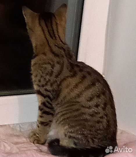 Коты