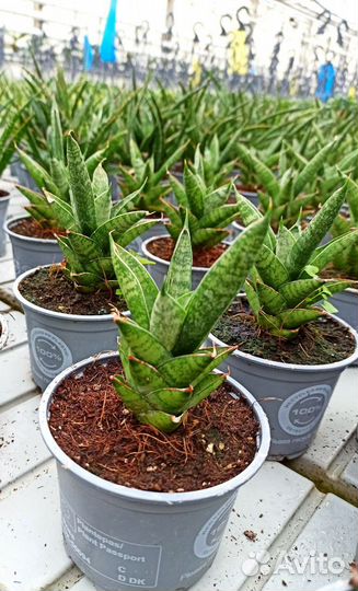 Сансевиерия сортовая, сансы, цветы тещин язык