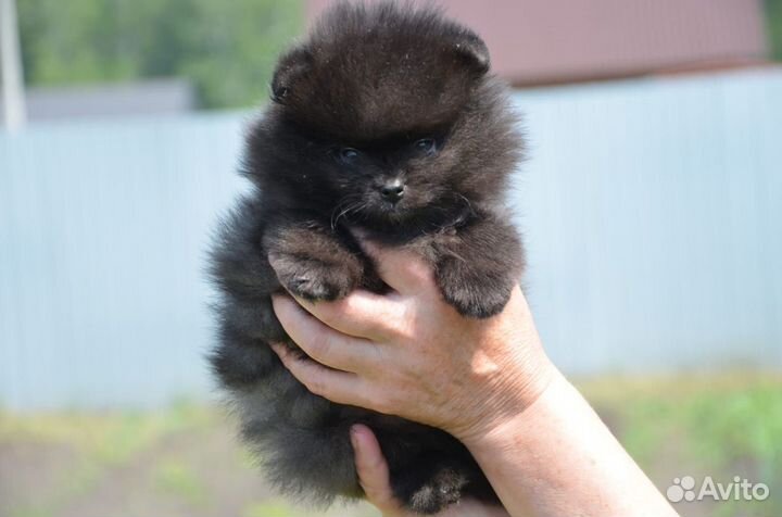 Померанский шпиц, мальчик