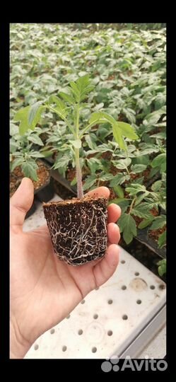 Рассада на заказ оптом