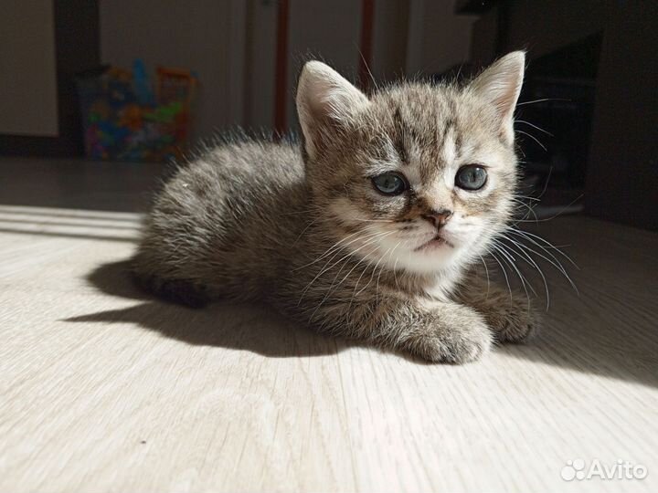 Британские котята