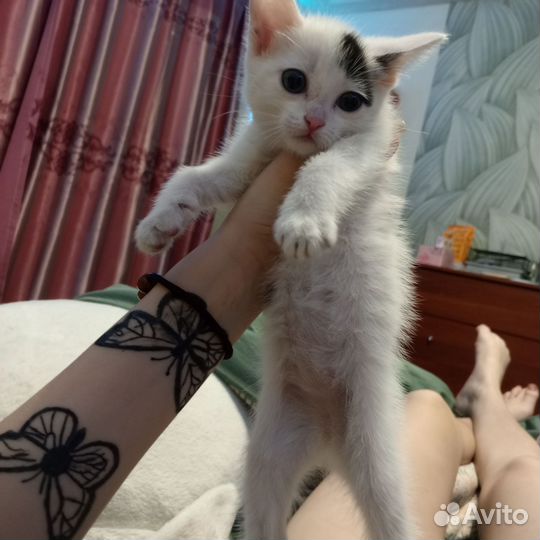 Котята