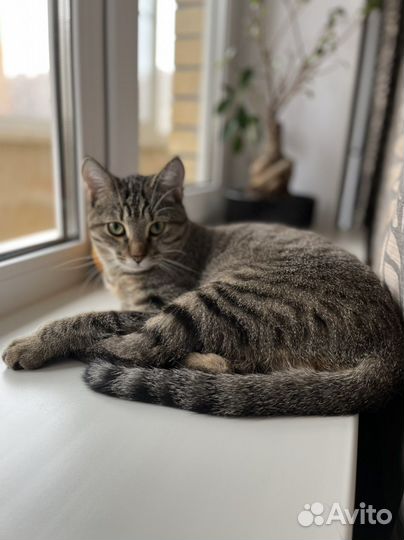 Котик бесплатно