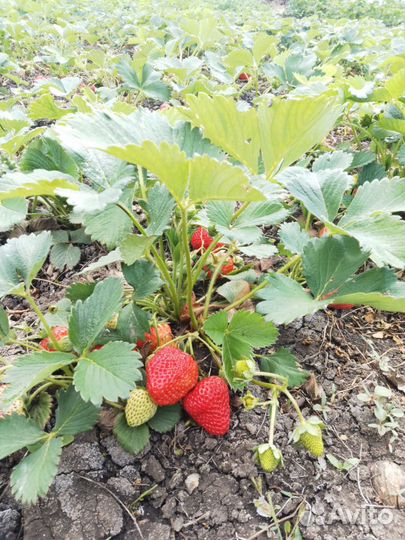 Клубника домашняя