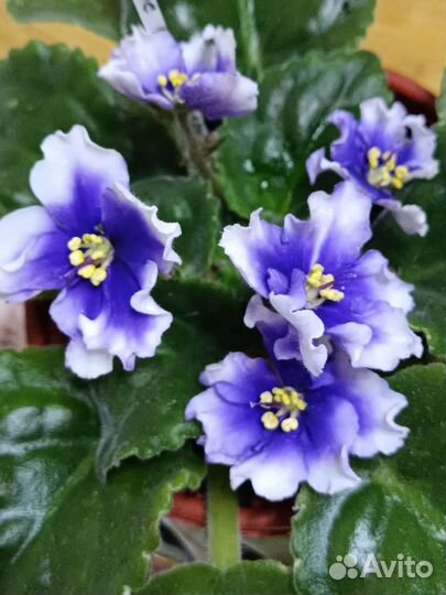 Фиалки (много сортов)