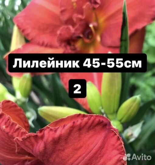 Продам цветы