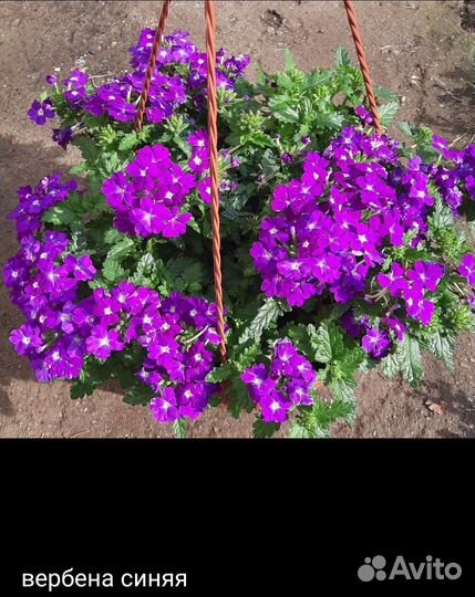 Вербена, кореопсис, седум, коллизия