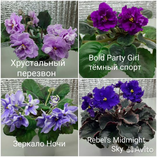 Цветущие фиалки