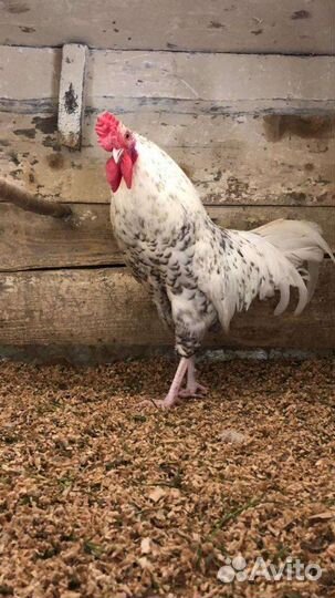Петухи разных пород в Лобне