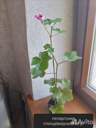 Комнатные цветы