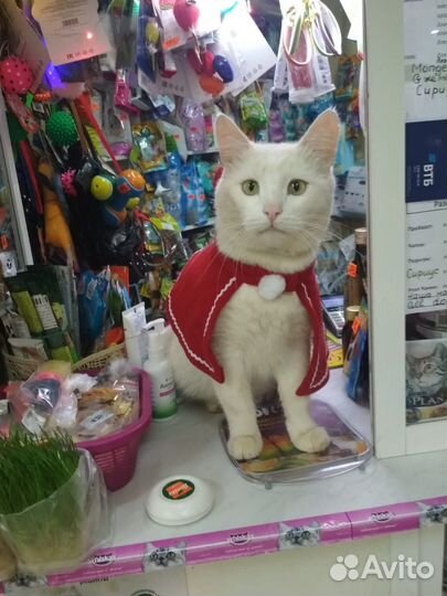 Кот мышелов