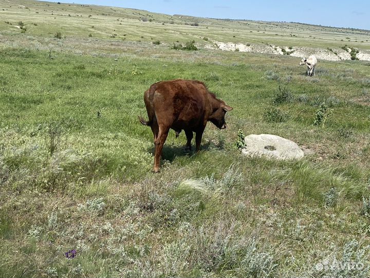 Бычки телки