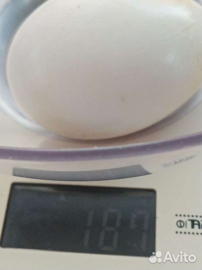 Яйцо гусиное/инкубационное