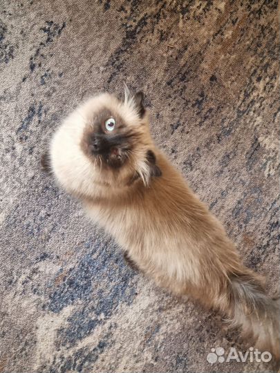 Котёнок метис в добрые руки