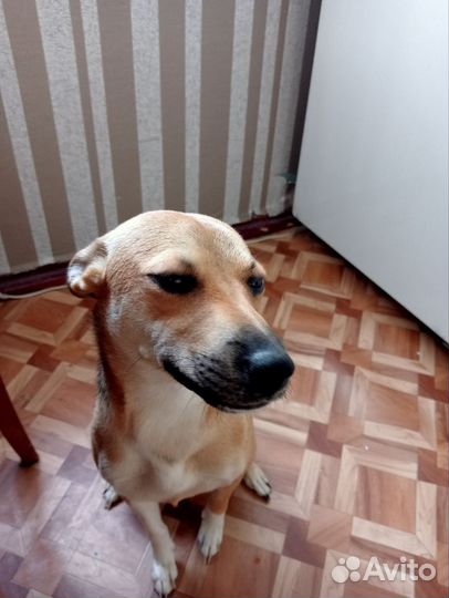Собака