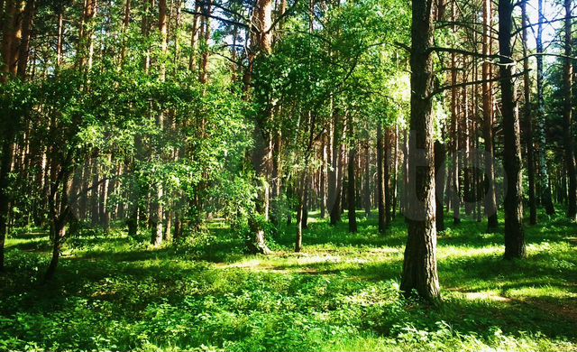 Фото сосновый бор район