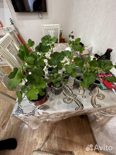 Герань королевская