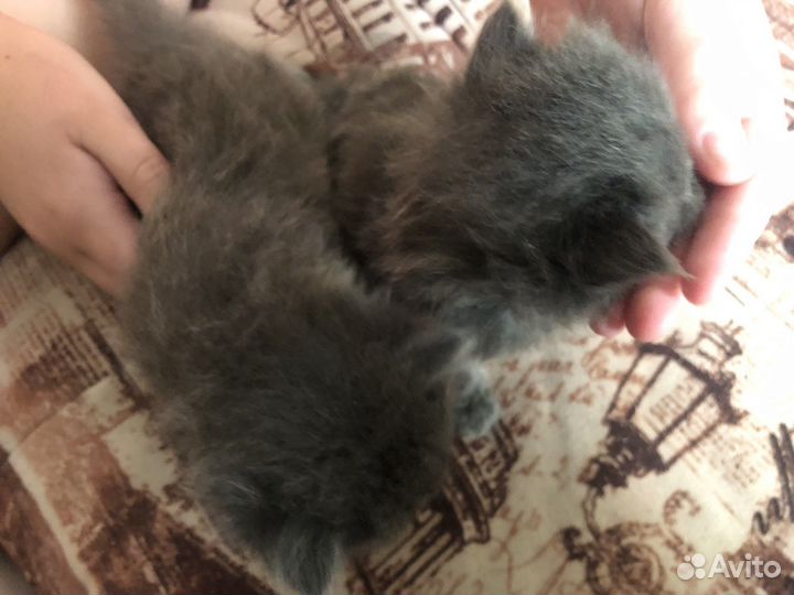 Кошка в дар