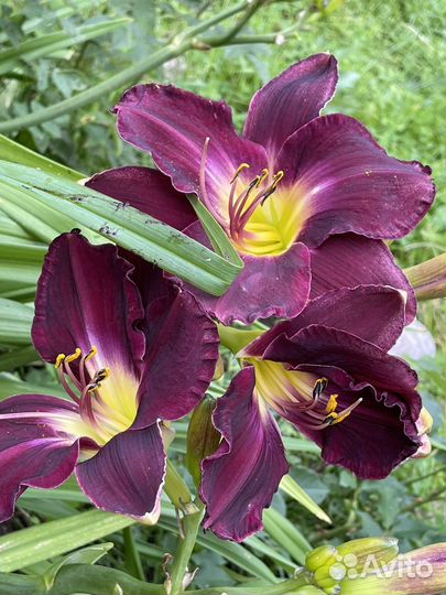 Лилейник гибридный Дэвид Кирхофф